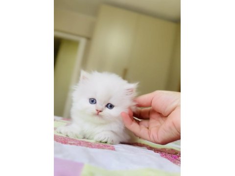 Oyuncak Gibi British Longhair Kız