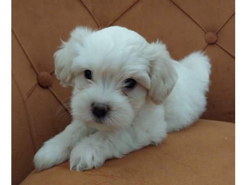 Maltipoo Bebeği Köpekler