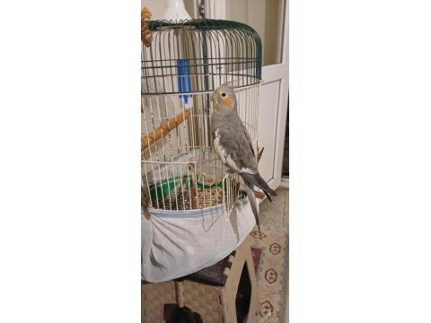 Sultan Papağanı Erkek