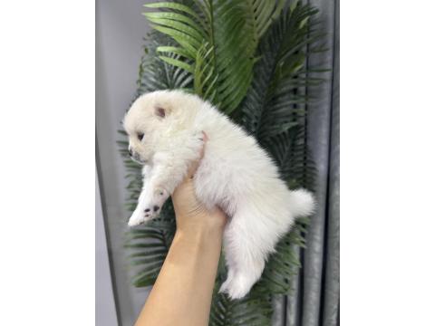 Dişi Pomeranian Köpeği