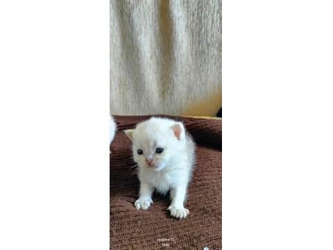 Gerçek Güzelliği Arayanlara Kedi Yavrularımız Rezerveye Açıldı