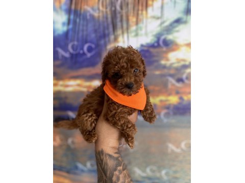 Toy Poodle Garantili Köpekler