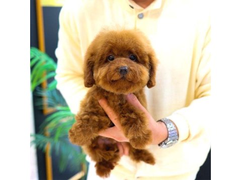 Korean Toy Poodle Yavrum