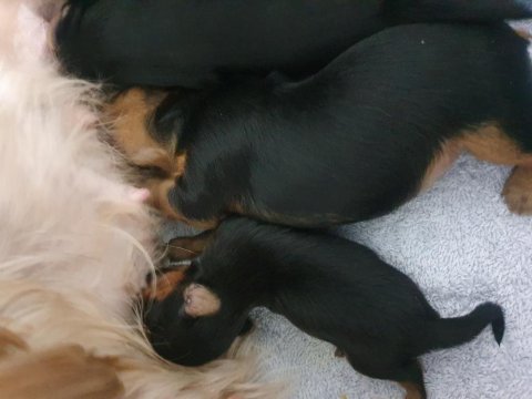 Yorkshire Teacup Bebekler