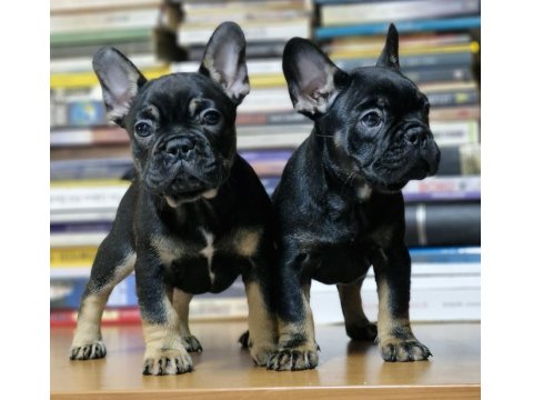 Black Tan French Bulldog İzmir
