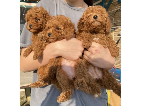 Red Brown Toy Poodle Kızlarım