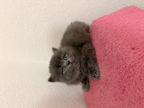 Güzeller Güzeli British Çocuklarımız