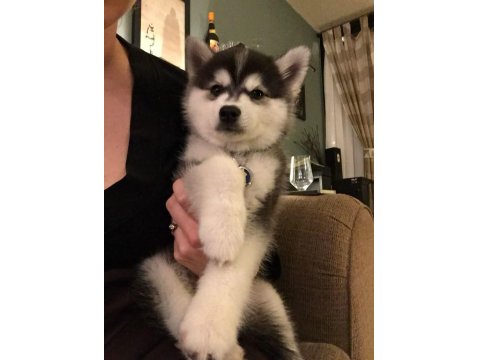 Husky Mavi Gözler İle Kalpleri Çalar