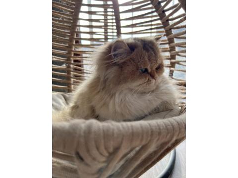 British Longhair 3 Yaşında