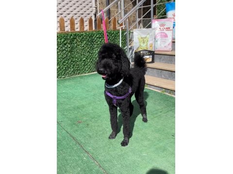 Giant Poodle Köpeği