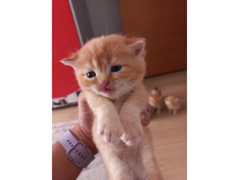 Golden British Shorthair Bebekler