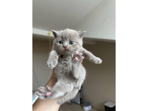 Safkan British Shorthair Gri Yavrular