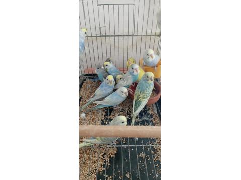 25-35 Günlük Yavru - Damızlık Ve Yavru Garantili Muhabbet Kuşu Çiftler