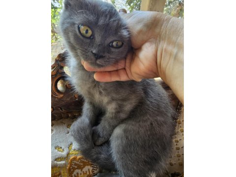 British Cins Kedimiz Ücretsiz Sahiplendirme