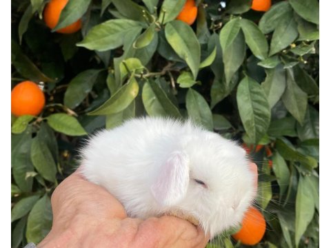 Teddy Lop Tavşanı Yavrular Mavi Göz