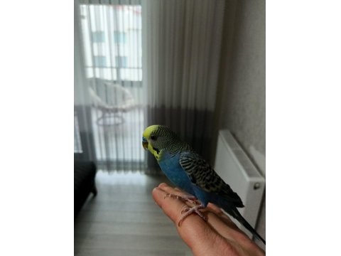 Ücretsiz Sahiplendirme Muhabbet Kuşu