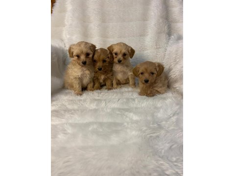 Havlamayan Büyümeyen Maltipoo Yavrular