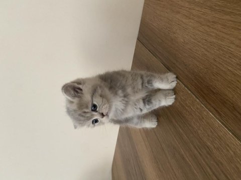 British Shorthair Dişi Kedim