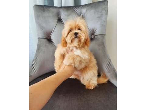 F2 Maltipoo Yavruları