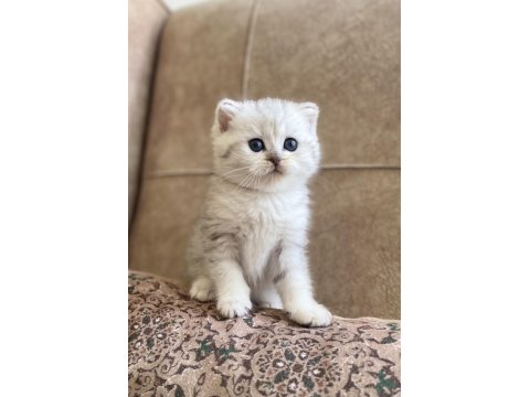 Şecereli Soy Irk Garantili British Shorthair Silver Bebeğimiz.
