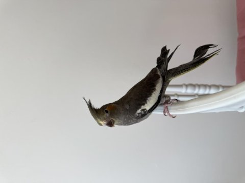 Sultan Papağanı Sahiplendirilecek