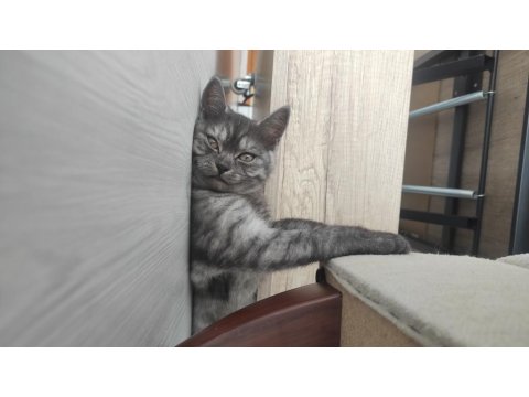 British 2 Yavrumuzu Sahiplendiriyoruz