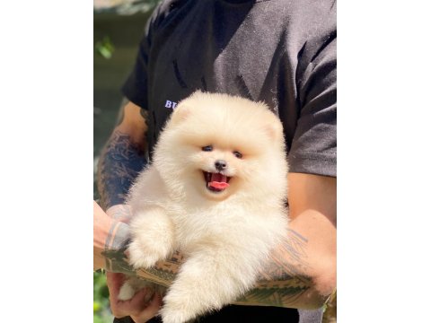 Pomeranian Boo 2.5 Aylık Dişi Veya Erkek