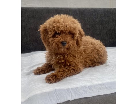 Mini Boy Toy Poodle Kızımız