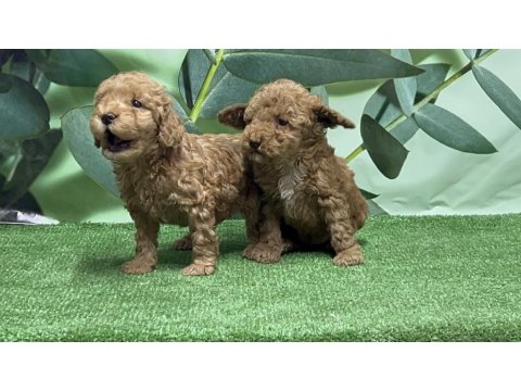 Gönderim İmkanı İle Toy Poodle Yavrular
