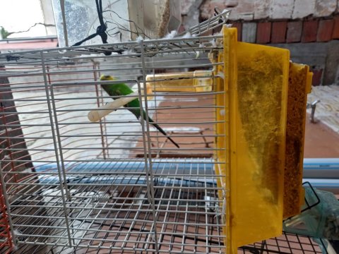 Sultan Ve Muhabbet Kuşu