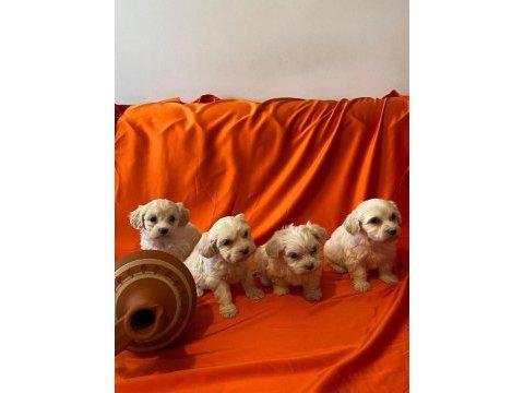 A Kalite Maltipoo Bebeklerimiz