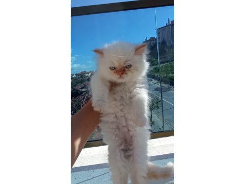 İran Kedisi 2 Aylık Yavrular