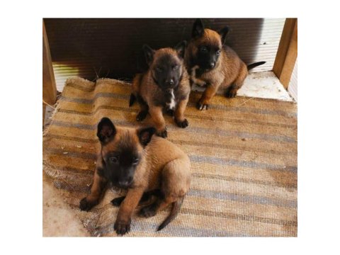 Belçika Kurdu (Malinois) Yavrular