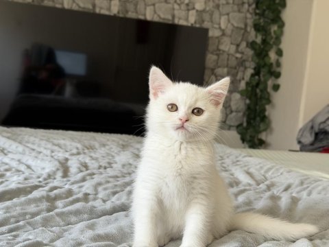 Safkan British Shorthair Beyaz Yavru