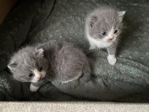 British Shorthair 40 Günlük