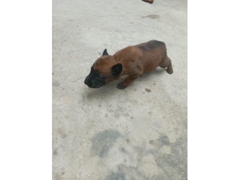 Belçika Kurdu Orjinal