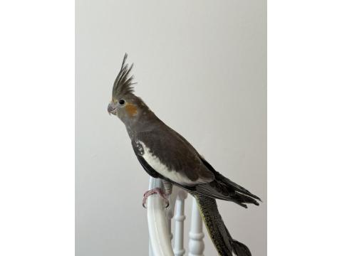 Sultan Papağanı Sahiplendirilecek