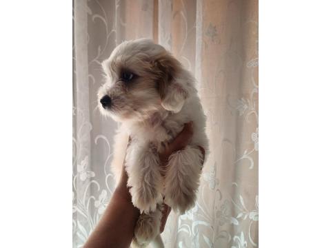 52 Günlük Köpeklerimiz