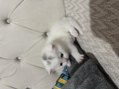 Eğik Kulak Scottish Fold Kediler