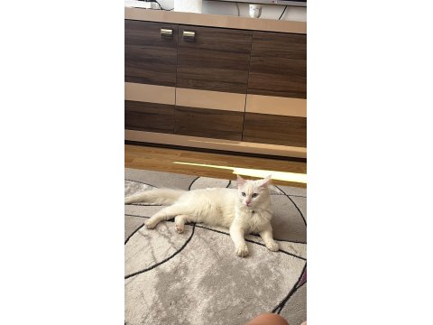 Kısır Aşıları Tam Ve Çipli Ankara Kedisi