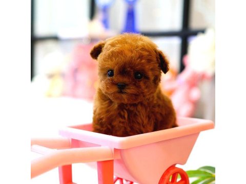 2 Aylık Korean Toy Poodle Yavrularım