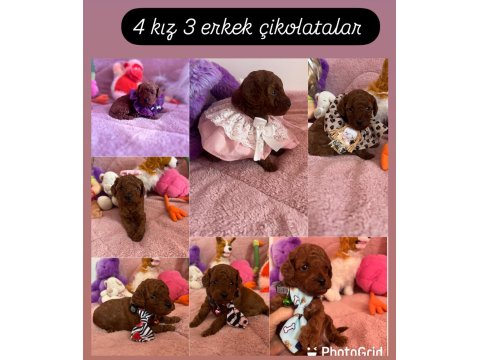 Dark Brown Poodle Çocuklarım