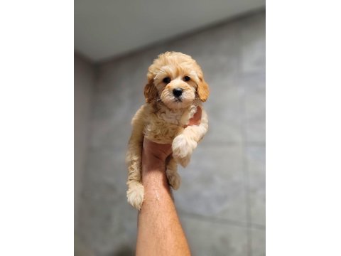 Toy Poodle Cinsi Yavrular Büyümez