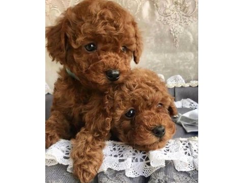 Sağlık Ve Irk Garantili Toy Poodle