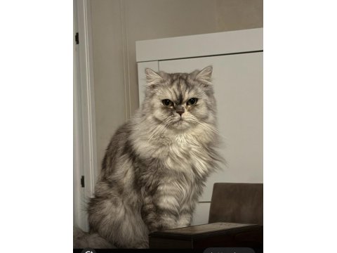 Ücretsiz Sahiplendirme Kedimiz