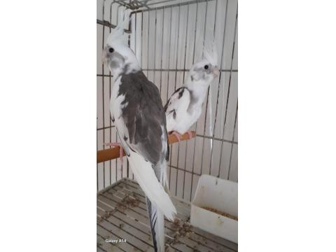 Yavru Sultan Papağanı