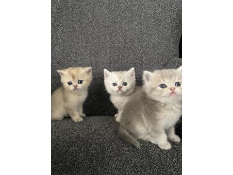 Dişi Ve Erkek 45 Günlük Yavru Kediler