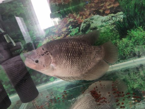 43 Cm Dev Show Boy Gurami