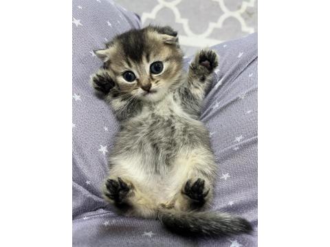 British Shorthair Kedisi