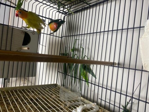 Sevda Papağanları (Uyguna)